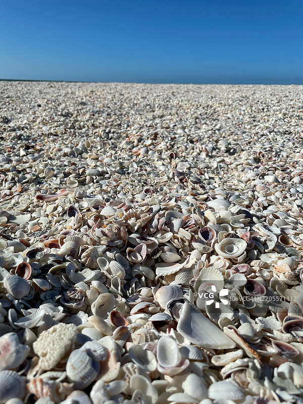 佛罗里达州，美国海滩上的贝壳俯视图图片素材