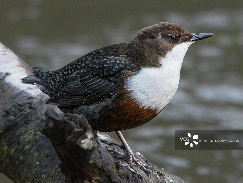 一只水鸲坐在一根木头上图片素材