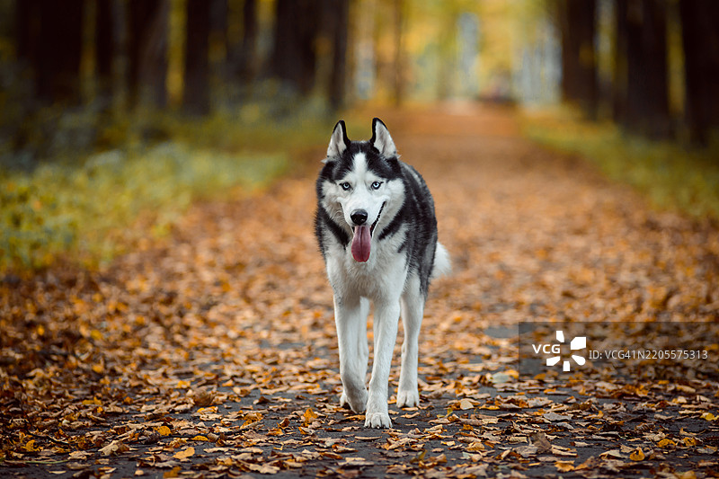 秋季森林中站立的西伯利亚哈士奇肖像图片素材