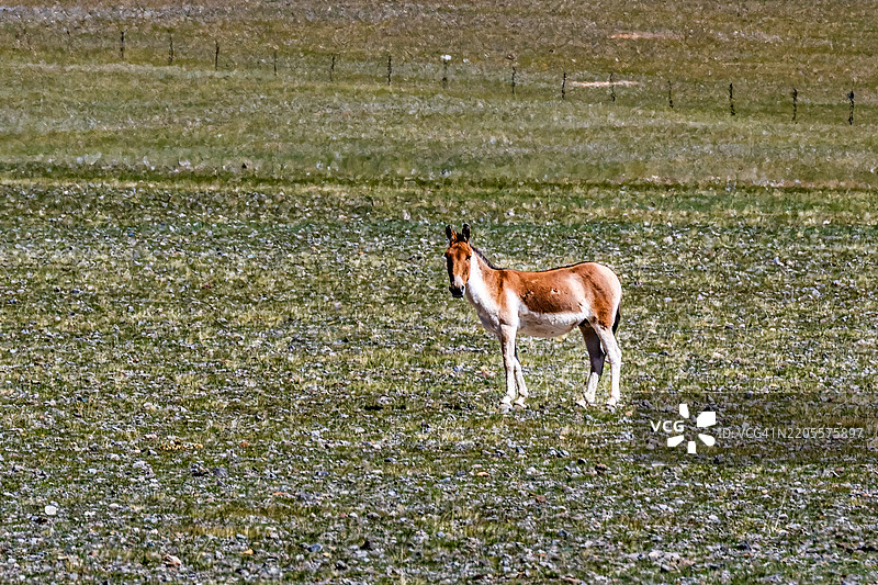 马在田野上侧身站立图片素材