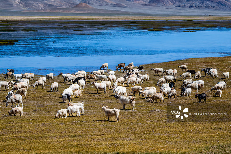 高角度视图的羊群在田野上图片素材