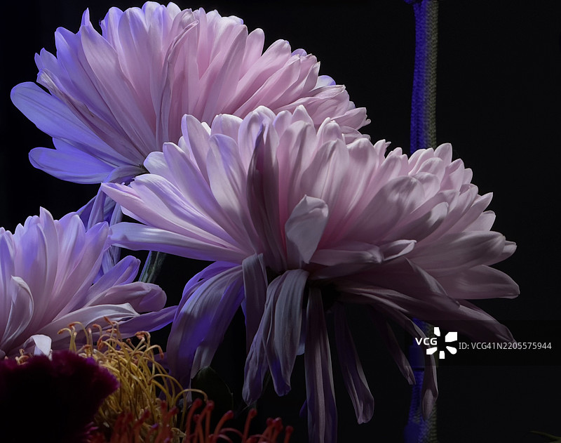 粉色开花植物的特写，康涅狄格州吉尔福德，美国图片素材