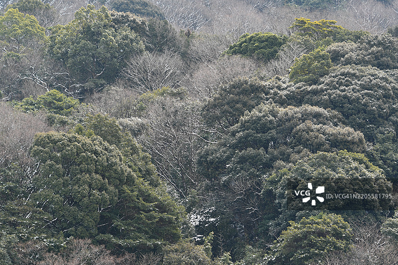 日本森林中的树木高角度视图图片素材