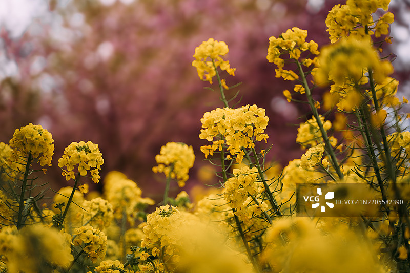日本神奈川县三浦半岛的早春河津樱花，沿路两侧盛开的粉色花朵成排绽放。图片素材