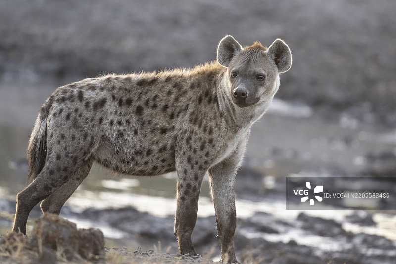 斑点鬣狗（Crocuta crocuta），海恩纳潘私人游戏保护区，克瓦伊地区，奥卡万戈，毛腊，博茨瓦纳，非洲图片素材