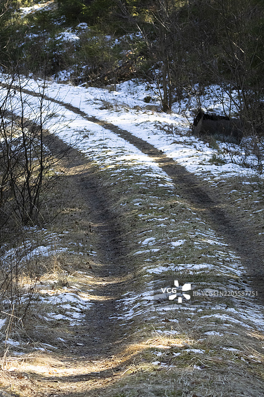 森林中的土路图片素材