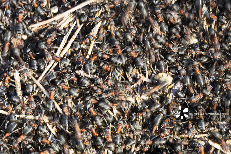 蚂蚁在蚁丘上苏醒图片素材