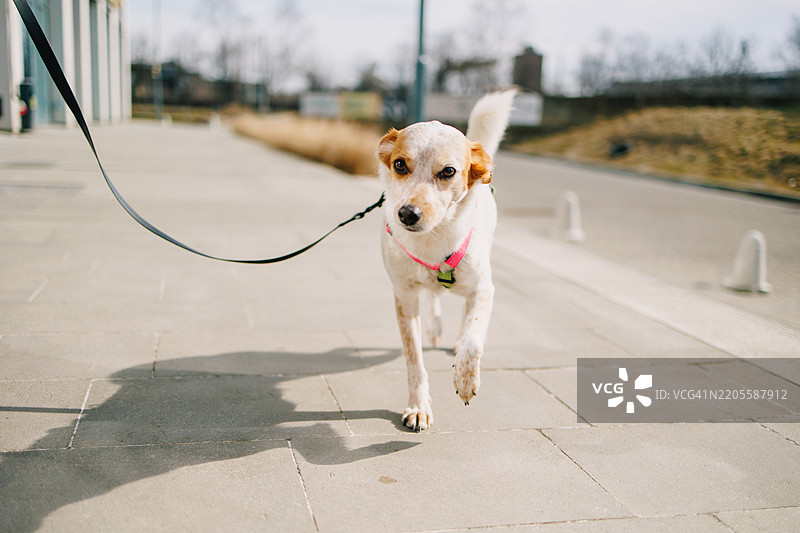 可爱的小狗在阳光明媚的城市街道上遛狗图片素材