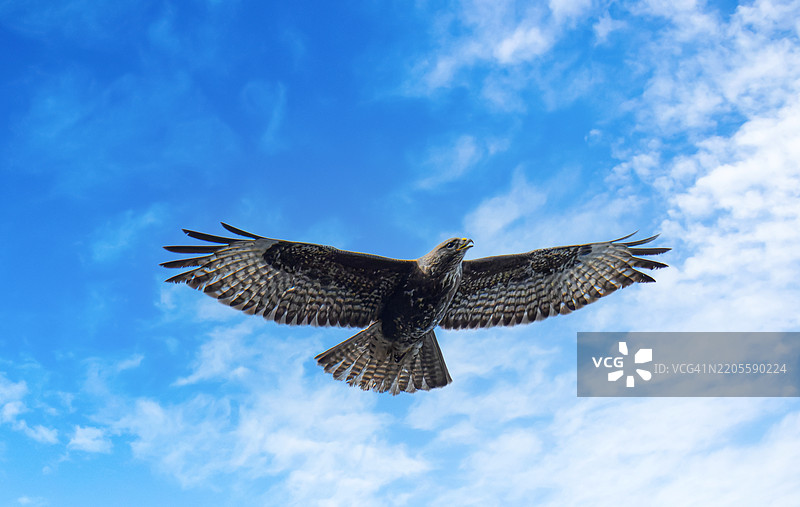 秃鹰正在倾斜着头，俯视着地面。他的嘴巴张开，发出类似高音尖叫的叫声。图片素材