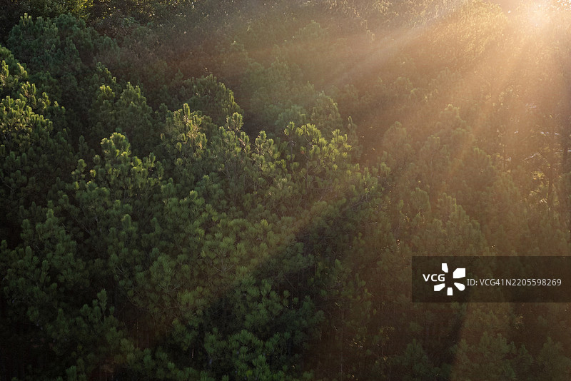 阳光照耀在树梢上图片素材