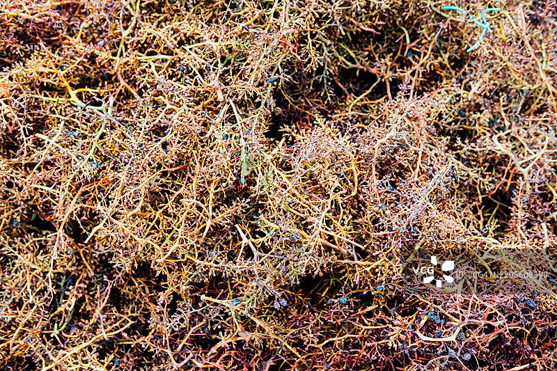 收获后缠绕在一起的多彩干葡萄枝的特写，展示丰富的自然纹理图片素材