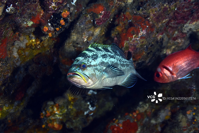 黄口石斑鱼图片素材