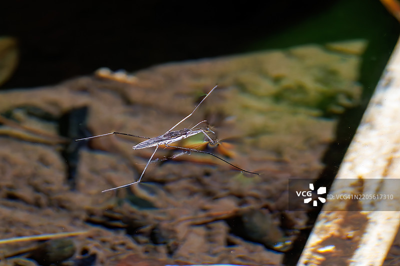 一只水黾（Gerris paludum）在溪流中游泳。八丈岛，伊豆群岛，东京 - 2025。图片素材