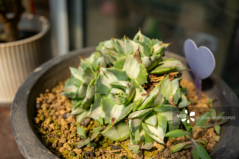 阿加维·波塔托鲁姆（Agave potatorum Zucc）图片素材