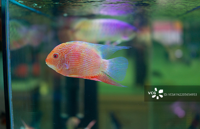 游泳的金红斑塞维鲁姆慈鲷图片素材