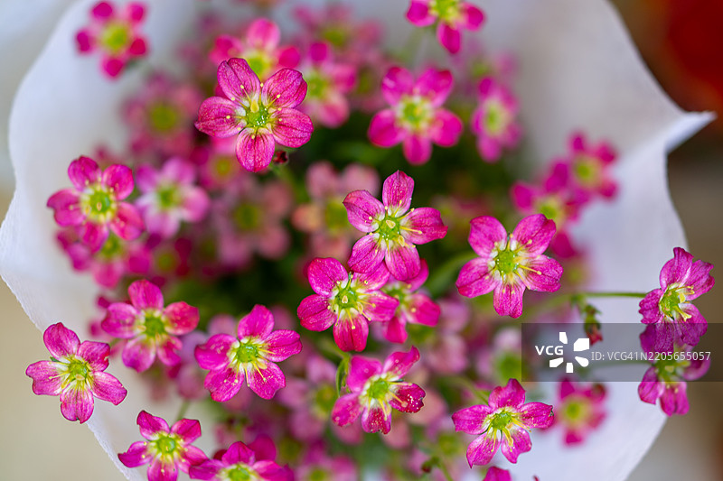 阿尔皮诺早玫瑰的花头图片素材