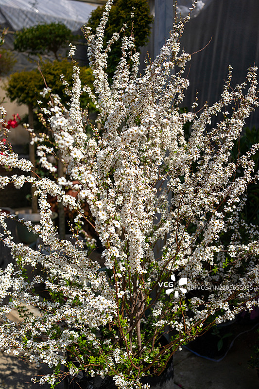 阳光下盛开的花菖蒲。图片素材