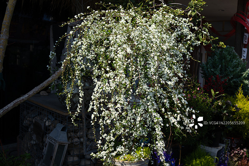 阳光下盛开的花菖蒲。图片素材