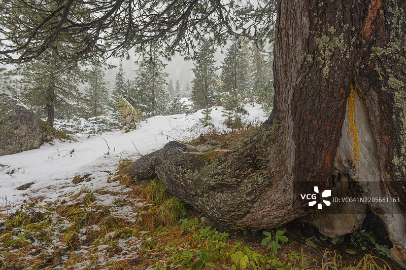 强大的松树根，位于意大利南蒂罗尔的维尔诺斯谷，圣玛德琳娜，维尔诺斯，伍尔茨约赫图片素材
