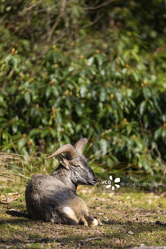 巴哈尔羊(Pseudois nayaur),在春天阳光明媚的日子里躺在草地上,圈养,德国,欧洲图片素材