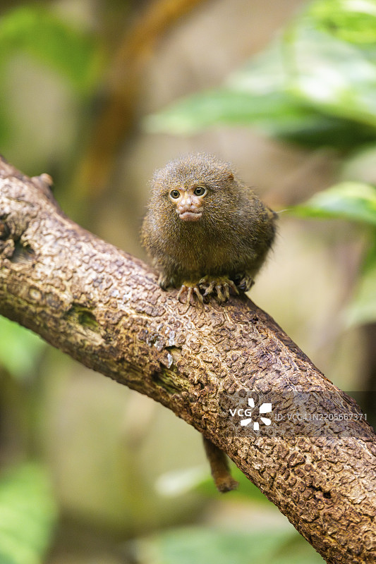 东部侏儒狨（Cebuella niveiventris）在森林中的树上攀爬，圈养，德国，欧洲图片素材