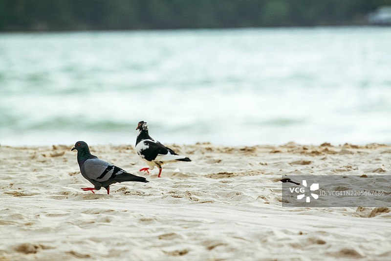 黄昏时分，鸽子在海滩上觅食图片素材