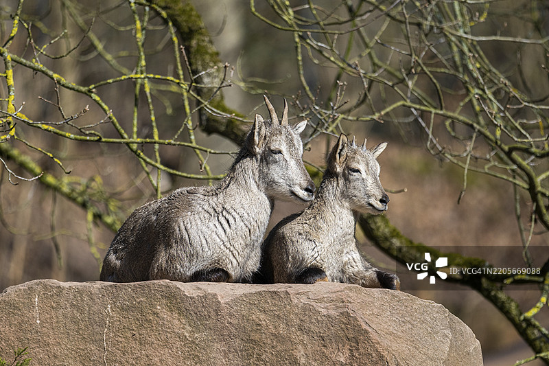 两只巴哈尔羊（Pseudois nayaur）在阳光明媚的春天躺在岩石上，圈养，德国，欧洲图片素材