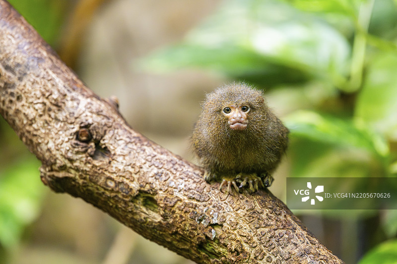 东部侏儒狨（Cebuella niveiventris）在森林中的树上攀爬，圈养，德国，欧洲图片素材