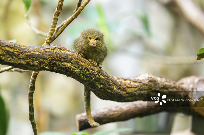 东小狨（Cebuella niveiventris）在德国的森林中攀爬树木，圈养。图片素材