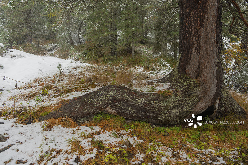 强大的松树根，位于意大利南蒂罗尔的维尔诺斯谷，圣玛德琳娜，维尔诺斯，伍尔茨约赫图片素材