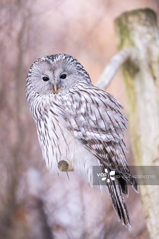 冬季巴伐利亚森林国家公园中的乌拉尔猫头鹰(Strix uralensis)特写图片素材