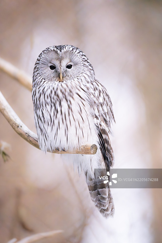 冬季巴伐利亚森林国家公园中的乌拉尔猫头鹰（Strix uralensis）特写图片素材