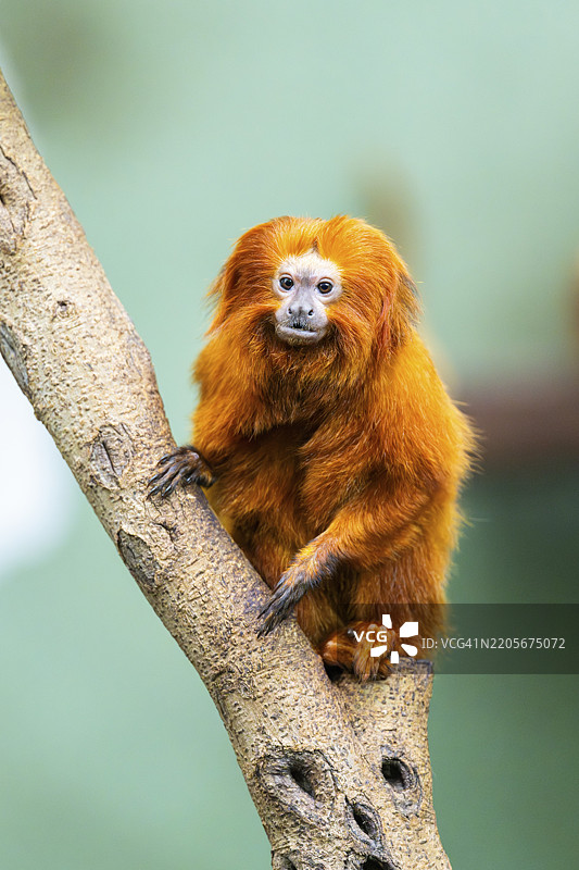 金狮面猿（Leontopithecus rosalia），在树上攀爬，圈养，德国，欧洲图片素材