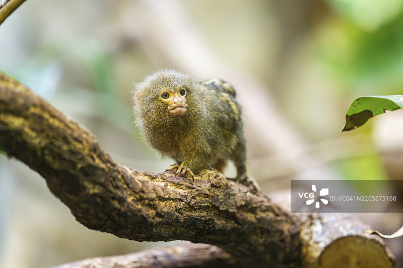 东小狨（Cebuella niveiventris）在德国的森林中攀爬树木，圈养。图片素材
