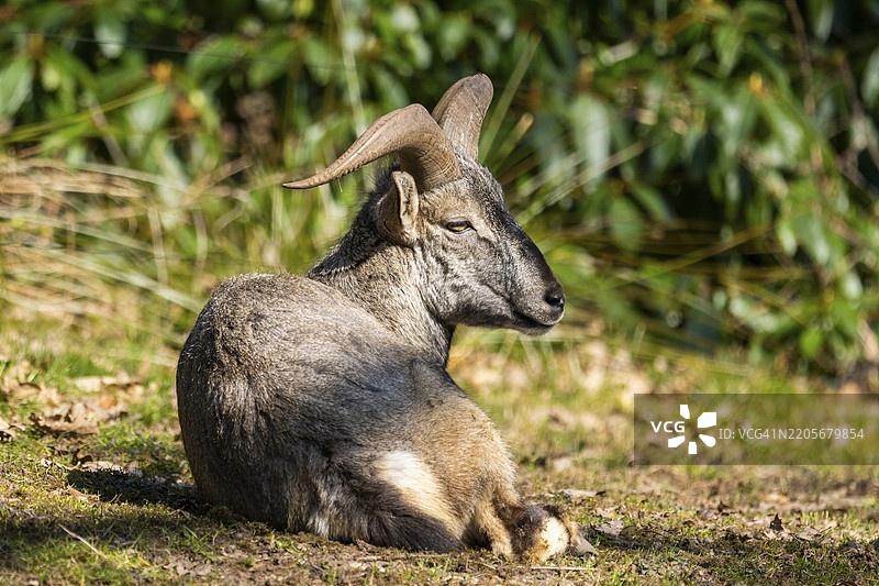 巴哈尔羊（Pseudois nayaur），在阳光明媚的春天的草地上卧着，圈养，德国，欧洲图片素材
