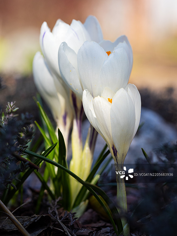 春天盛开的白色小鸢尾花的特写镜头图片素材
