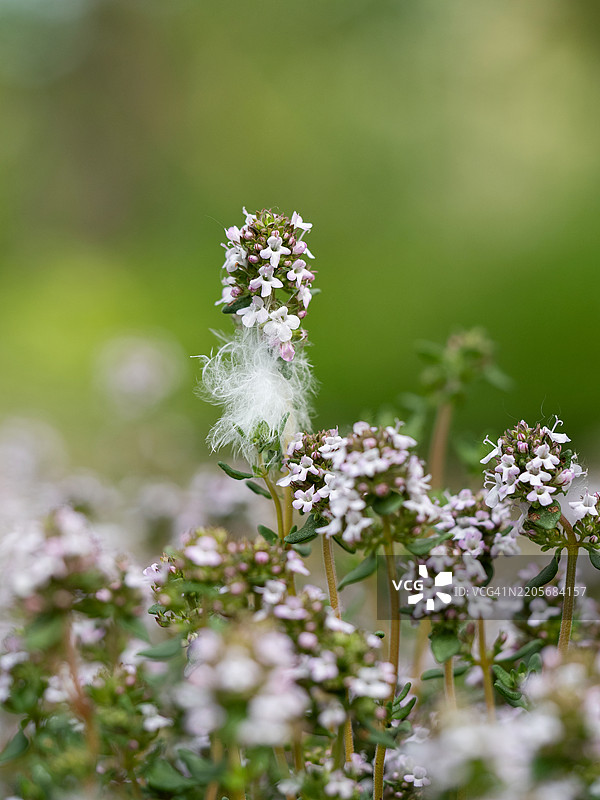 开花百里香的特写镜头。百里香属，布雷克兰百里香，布雷克兰野生百里香，野生百里香，匍匐百里香，精灵百里香。图片素材