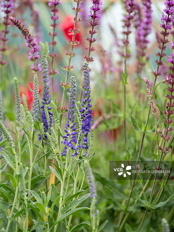 蓝色的细长花序特写，展示了花园中的尖头速生草（Veronica spicata）。图片素材