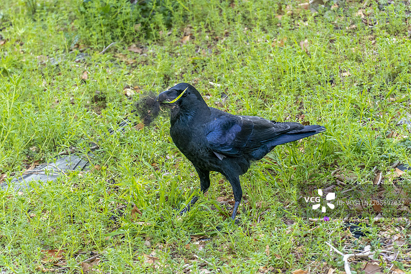 在日比谷公园聚集的乌鸦与草根图片素材