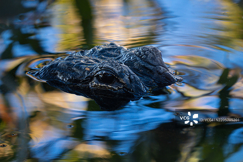 水中鳄鱼的特写镜头图片素材