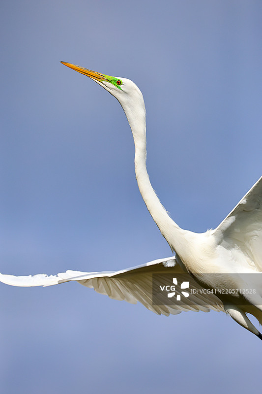 大白鹭起飞图片素材