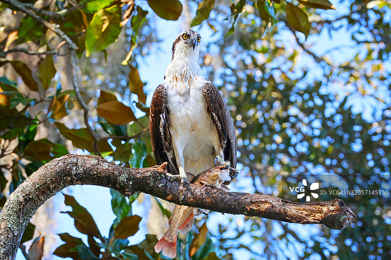 鱼鹰在树枝上抓着鱼图片素材