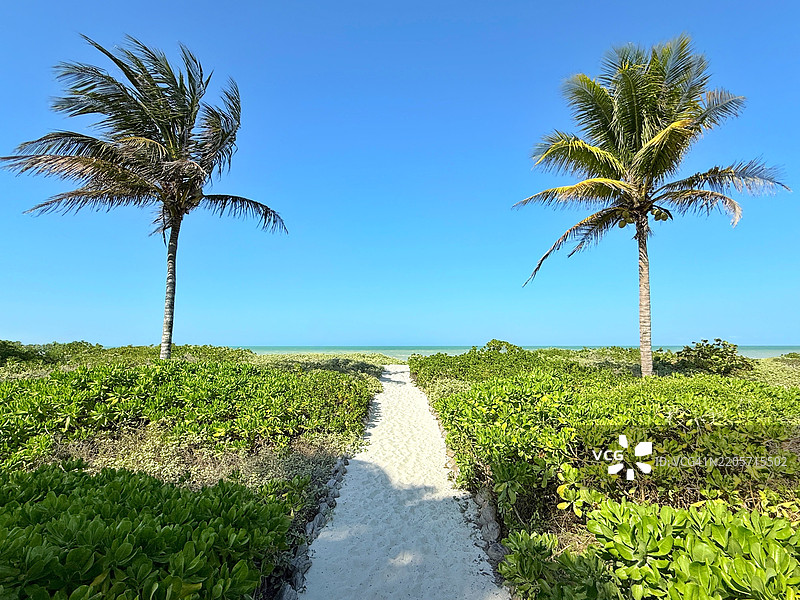 沙滩小路旁的棕榈树，通往墨西哥尤卡坦州埃尔库约的埃尔库约海滩图片素材