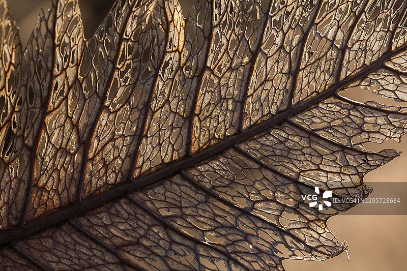 美丽自然中的干叶图案图片素材