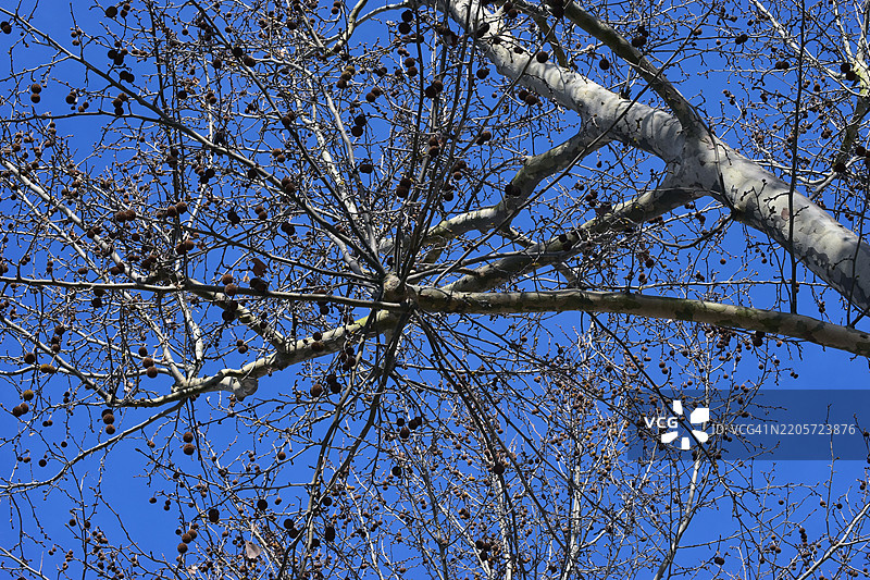 低角度视图的树木与蓝天，阿森蒂斯，葡萄牙图片素材