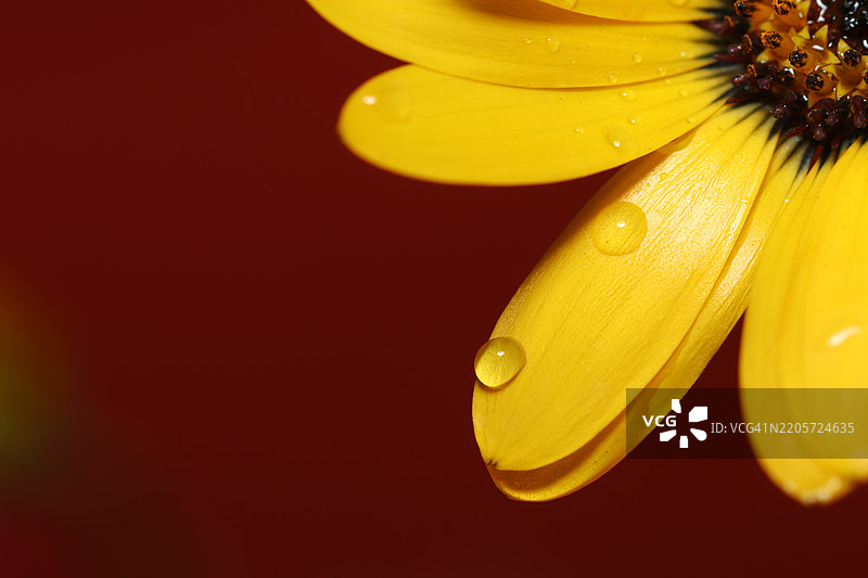 湿润的黄色花朵特写，德里，印度图片素材