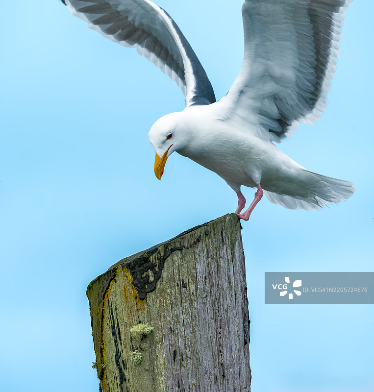 低角度视图的鲱鱼鸥栖息在木桩上，伊尔瓦科，华盛顿州，美国图片素材