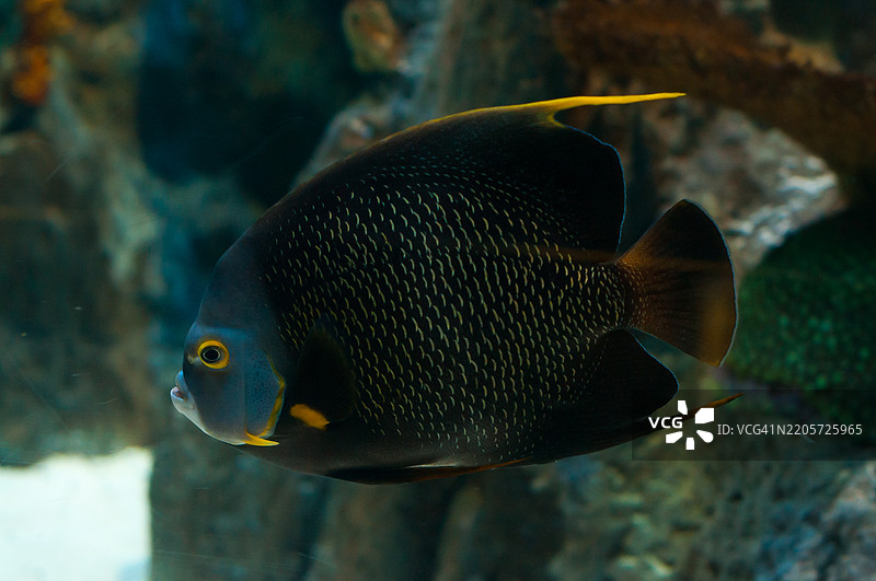 深色天使鱼带有金色高光，在海洋水族箱中游动图片素材