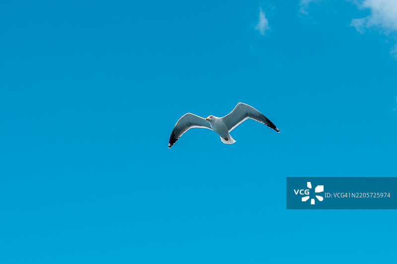 一只孤独的海鸥在特内里费的蔚蓝天空中飞翔图片素材