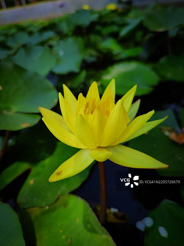 印度湖泊中的黄色睡莲特写图片素材